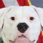 battle-ready-dogo:-rescued-deaf-molosser-prepares-to-deploy-with-michigan-national-guard