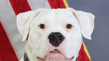 battle-ready-dogo:-rescued-deaf-molosser-prepares-to-deploy-with-michigan-national-guard
