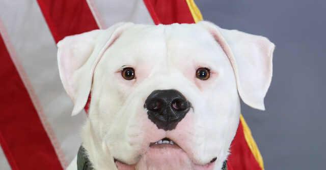 battle-ready-dogo:-rescued-deaf-molosser-prepares-to-deploy-with-michigan-national-guard