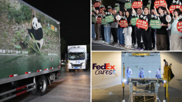 2-giant-pandas-set-off-to-atlanta-zoo-from-china-after-xi-trump-summit