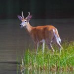 bass-angler-couldn’t-use-livescope,-so-he-followed-whitetail-deer-to-find-the-fish-instead