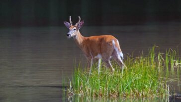 bass-angler-couldn’t-use-livescope,-so-he-followed-whitetail-deer-to-find-the-fish-instead