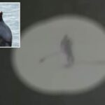 moment-aggressive-sea-lion-knocks-paddle-boarder-into-the-ocean-and-tears-at-her-hair-at-california-beach