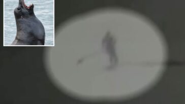 moment-aggressive-sea-lion-knocks-paddle-boarder-into-the-ocean-and-tears-at-her-hair-at-california-beach
