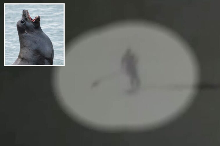 moment-aggressive-sea-lion-knocks-paddle-boarder-into-the-ocean-and-tears-at-her-hair-at-california-beach