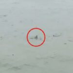 possible-shark-spotted-in-flooded-new-jersey-streets-as-nor’easter-batters-state-(video)