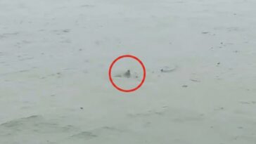 possible-shark-spotted-in-flooded-new-jersey-streets-as-nor’easter-batters-state-(video)