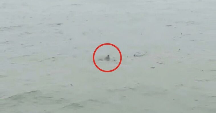 possible-shark-spotted-in-flooded-new-jersey-streets-as-nor’easter-batters-state-(video)
