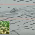 shark-seen-swimming-through-flooded-nj-streets-as-violent-nor’easter-batters-coast