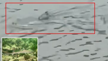 shark-seen-swimming-through-flooded-nj-streets-as-violent-nor’easter-batters-coast