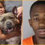 horrific:-minnesota-mother-brutally-attacked-with-hammer-inside-her-own-home-—-brave-pit-bull-stops-suspect-from-reaching-sleeping-children