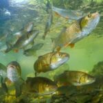 key-alaska-senate-race-comes-down-to-one-issue:-fish