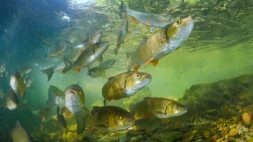 key-alaska-senate-race-comes-down-to-one-issue:-fish