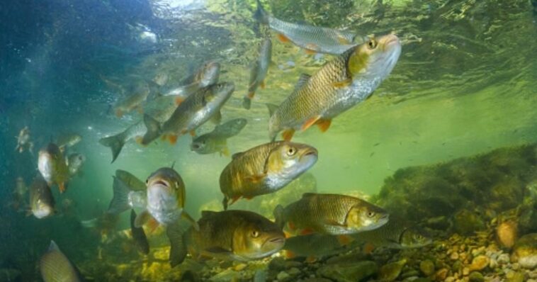 key-alaska-senate-race-comes-down-to-one-issue:-fish