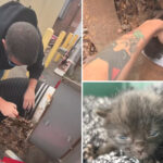 workers-free-kittens-from-shredder-that-could-have-‘obliterated’-them-in-purr-fect-rescue-mission:-video