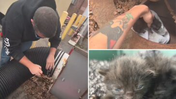 workers-free-kittens-from-shredder-that-could-have-‘obliterated’-them-in-purr-fect-rescue-mission:-video