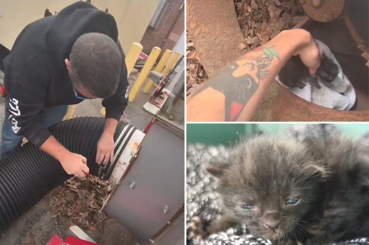workers-free-kittens-from-shredder-that-could-have-‘obliterated’-them-in-purr-fect-rescue-mission:-video
