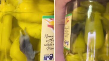 peperoncini-jar-allegedly-containing-dead-mouse-unearthed-by-tiktok-user-prompts-mass-recall