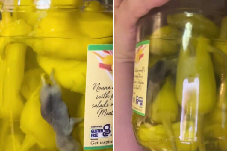 peperoncini-jar-allegedly-containing-dead-mouse-unearthed-by-tiktok-user-prompts-mass-recall