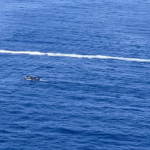 at-least-40-rescued,-2-dead-as-boat-capsizes-after-machete-fight-near-puerto-rico