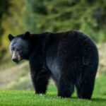 connecticut-homeowner-finds-himself-in-cuffs-after-opening-fire-on-bear-to-protect-his-animals