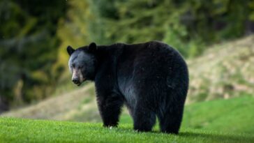 connecticut-homeowner-finds-himself-in-cuffs-after-opening-fire-on-bear-to-protect-his-animals