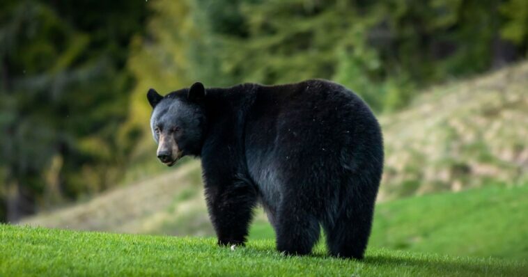 connecticut-homeowner-finds-himself-in-cuffs-after-opening-fire-on-bear-to-protect-his-animals