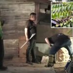 extremely-venomous-african-viper-that-can-grow-to-7ft-on-the-loose-in-orange-county