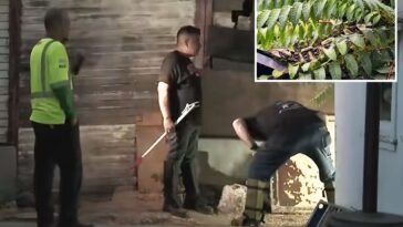 extremely-venomous-african-viper-that-can-grow-to-7ft-on-the-loose-in-orange-county
