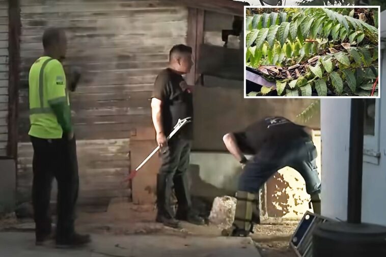 extremely-venomous-african-viper-that-can-grow-to-7ft-on-the-loose-in-orange-county