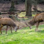 bucks-go-toe-to-toe-in-man’s-yard,-manage-to-avoid-his-truck-&-boat-during-antler-locking-combat
