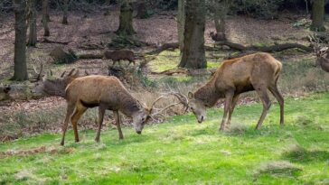 bucks-go-toe-to-toe-in-man’s-yard,-manage-to-avoid-his-truck-&-boat-during-antler-locking-combat