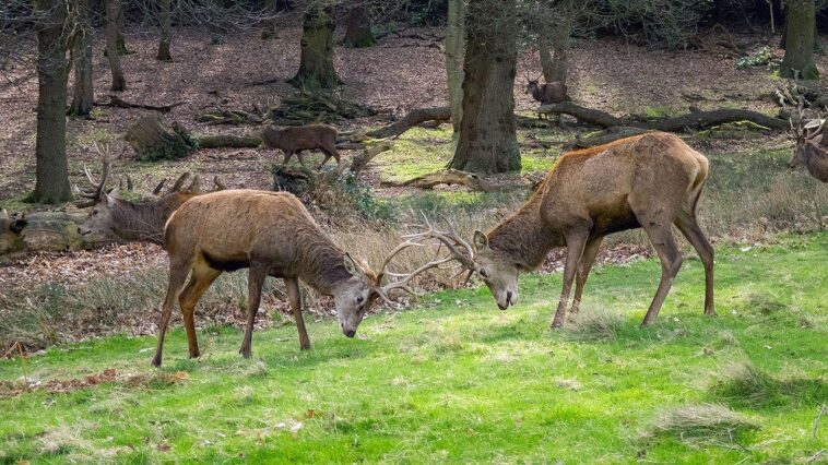 bucks-go-toe-to-toe-in-man’s-yard,-manage-to-avoid-his-truck-&-boat-during-antler-locking-combat