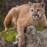 wyoming-man-kicks-mountain-lion-in-the-face-to-save-his-dog,-then-fights-it-off-bare-handed