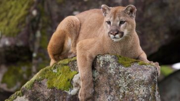 wyoming-man-kicks-mountain-lion-in-the-face-to-save-his-dog,-then-fights-it-off-bare-handed