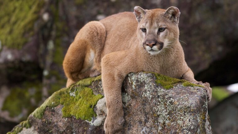 wyoming-man-kicks-mountain-lion-in-the-face-to-save-his-dog,-then-fights-it-off-bare-handed