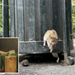 obese-rat-dies-escaping-nyc-trash-can-—-but-locals-laud-sick-scene-as-high-art:-‘it’s-sculpture’