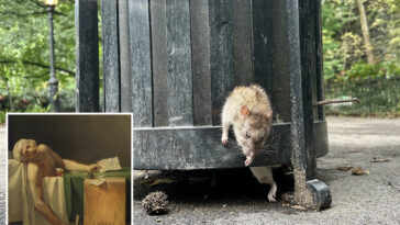 obese-rat-dies-escaping-nyc-trash-can-—-but-locals-laud-sick-scene-as-high-art:-‘it’s-sculpture’