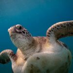 ukrainian-influencers-filmed-themselves-sitting-on-top-of-sea-turtle-while-it-tries-to-lay-eggs