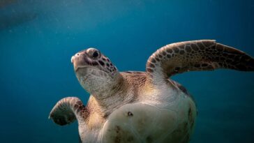 ukrainian-influencers-filmed-themselves-sitting-on-top-of-sea-turtle-while-it-tries-to-lay-eggs