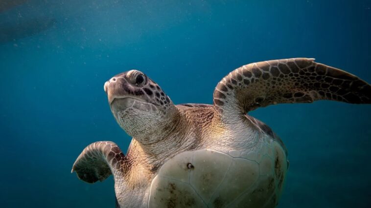 ukrainian-influencers-filmed-themselves-sitting-on-top-of-sea-turtle-while-it-tries-to-lay-eggs