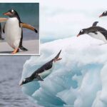 scientists-identify-new-species-of-penguin-in-subantarctic-waters-—-the-first-in-over-a-century