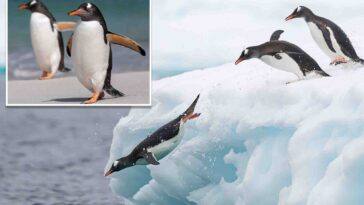scientists-identify-new-species-of-penguin-in-subantarctic-waters-—-the-first-in-over-a-century