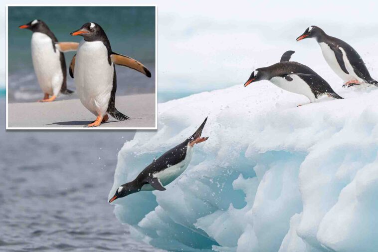 scientists-identify-new-species-of-penguin-in-subantarctic-waters-—-the-first-in-over-a-century