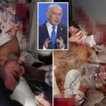 pilot-arrested-for-attempting-to-crash-plane-in-‘jihadist-terrorist-attack’-thwarted-by-brave-passenger:-israeli-officials
