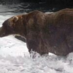 the-champion-of-chonk:-backpack-takes-the-2026-fat-bear-week-crown-at-katmai-national-park