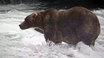 the-champion-of-chonk:-backpack-takes-the-2026-fat-bear-week-crown-at-katmai-national-park