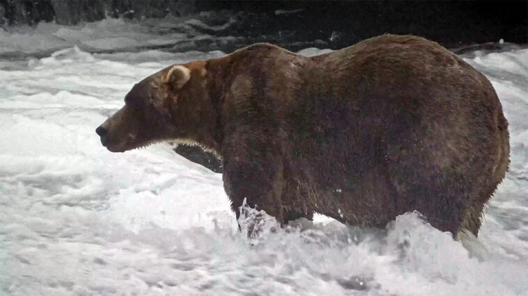 the-champion-of-chonk:-backpack-takes-the-2026-fat-bear-week-crown-at-katmai-national-park