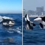 el-nino-sends-world’s-most-dangerous-apex-sea-predator-to-orange-county-beaches