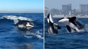 el-nino-sends-world’s-most-dangerous-apex-sea-predator-to-orange-county-beaches